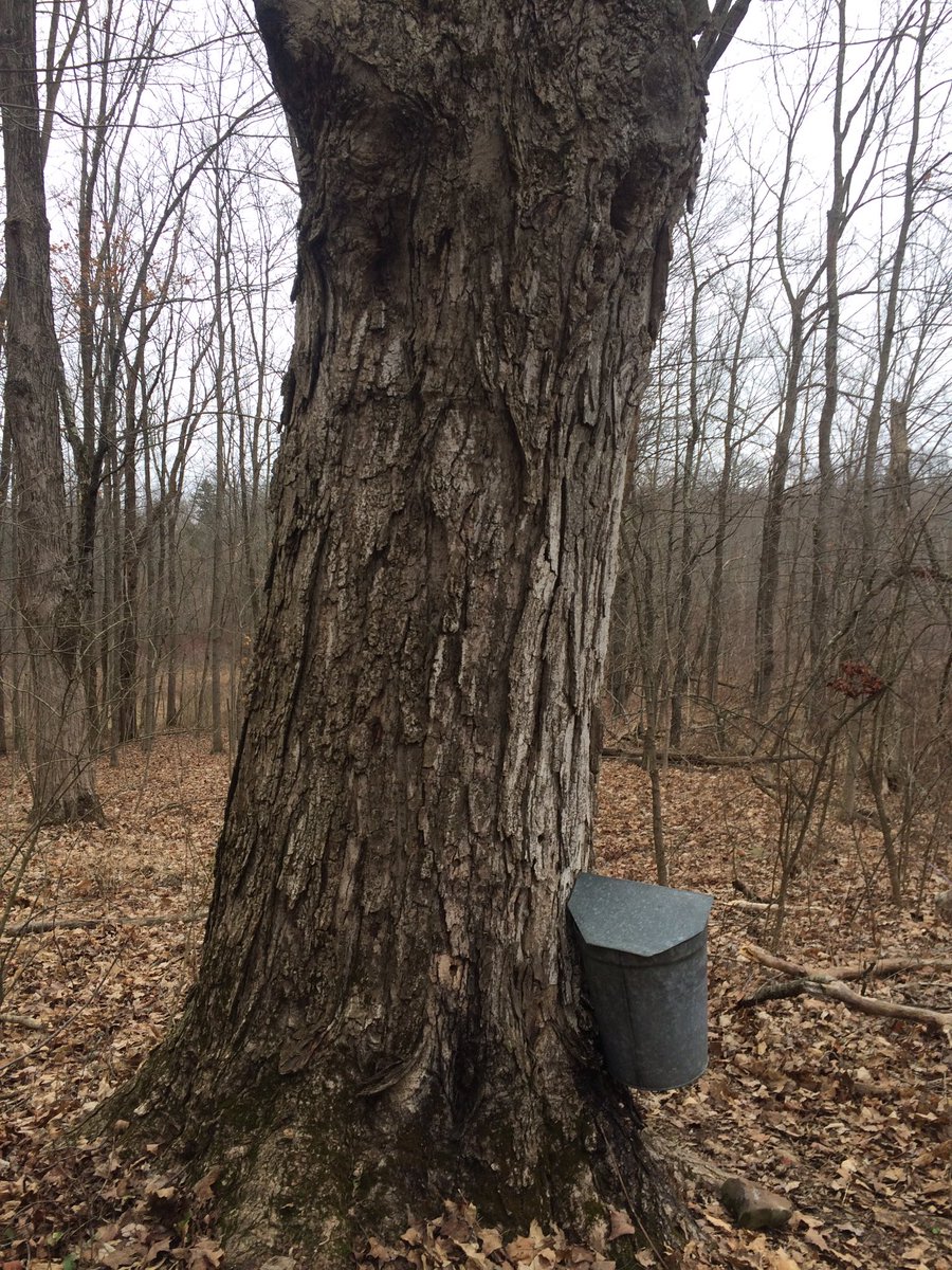 RCPDPARK's tweet photo. It's tree tapping time! #momsandkids #preschool #maplesyrup https://t.co/xAzPE9qJhW