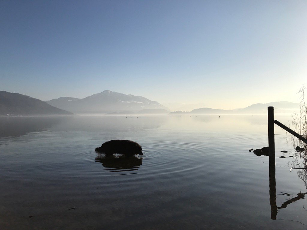 Nuvolina22's tweet image. Snoopy testing the water😊 #FirstBath #Zugersee #AlmostSpringtime