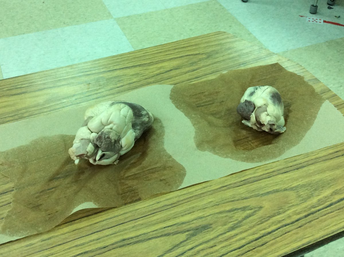 themindofschmid's tweet photo. Photos of today's QFocus in Science as we start a few days of learning about the Circulatory System. #sheepheart #QFT #edchat #inquiry https://t.co/8haU43MBGQ