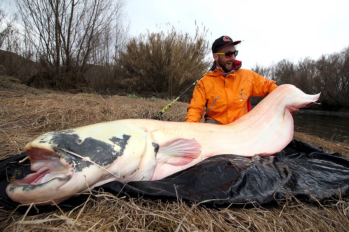 Сом людоед. Меконгский гигантский сом. Сом альбинос Речной. Меконгский сом 293. Giant Catfish.