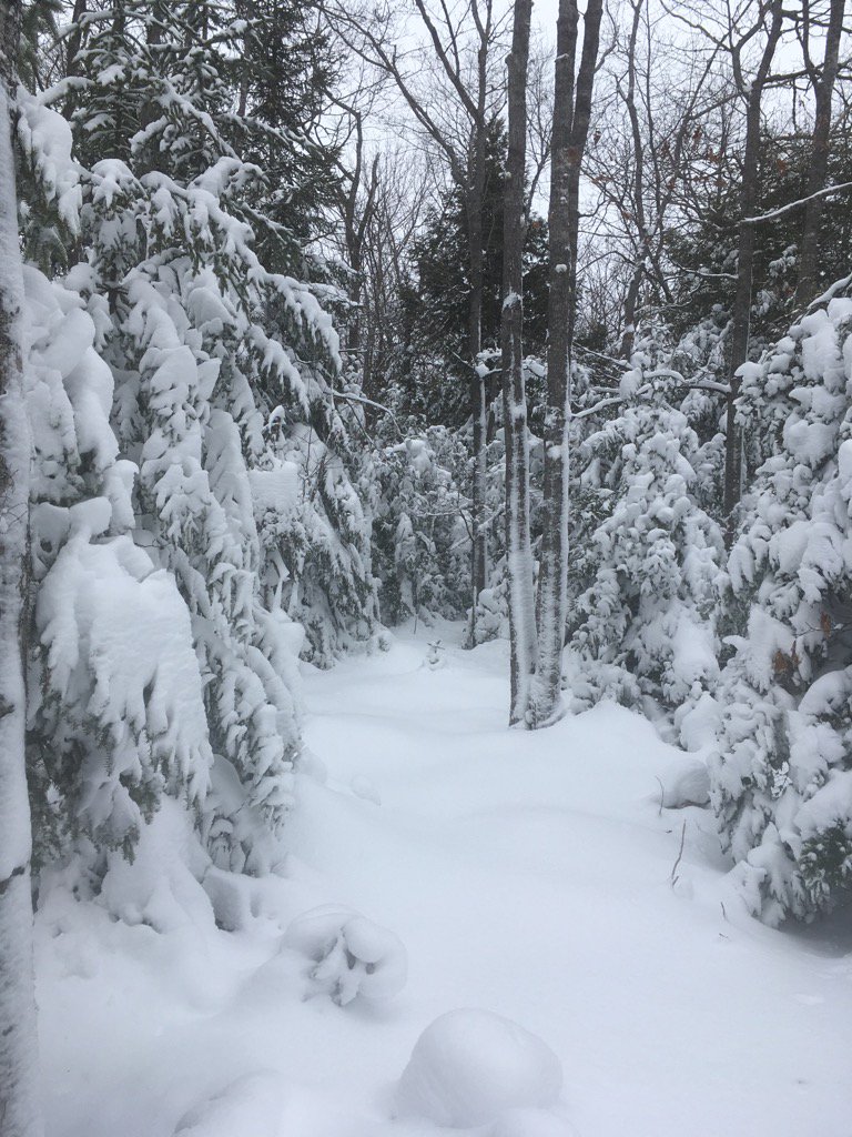 foransue's tweet photo. In the land of Treebeards #firstlaketrail #tolkien #snowshow #snowshoe #getoutsideandplay https://t.co/JKHJEI4WEA