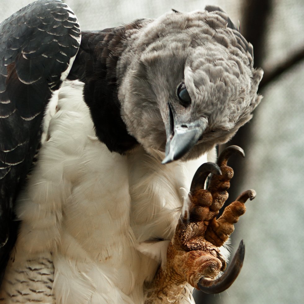 Discovery Channel UK on X: With a two-metre wingspan, the harpy eagle is  one of the world's largest birds of prey. And what about those talons? As  big as bear claws!  /