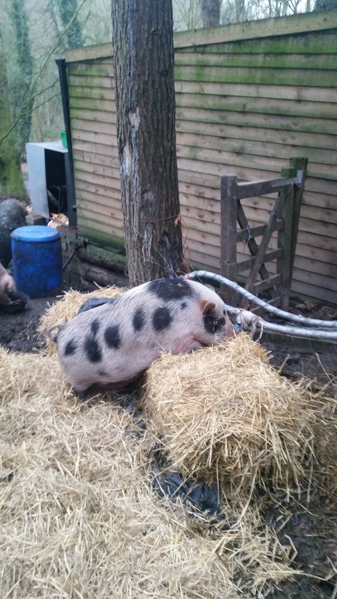 Now we know who is moving the hay bales inbetween feeds 😂 Naughty Day'z