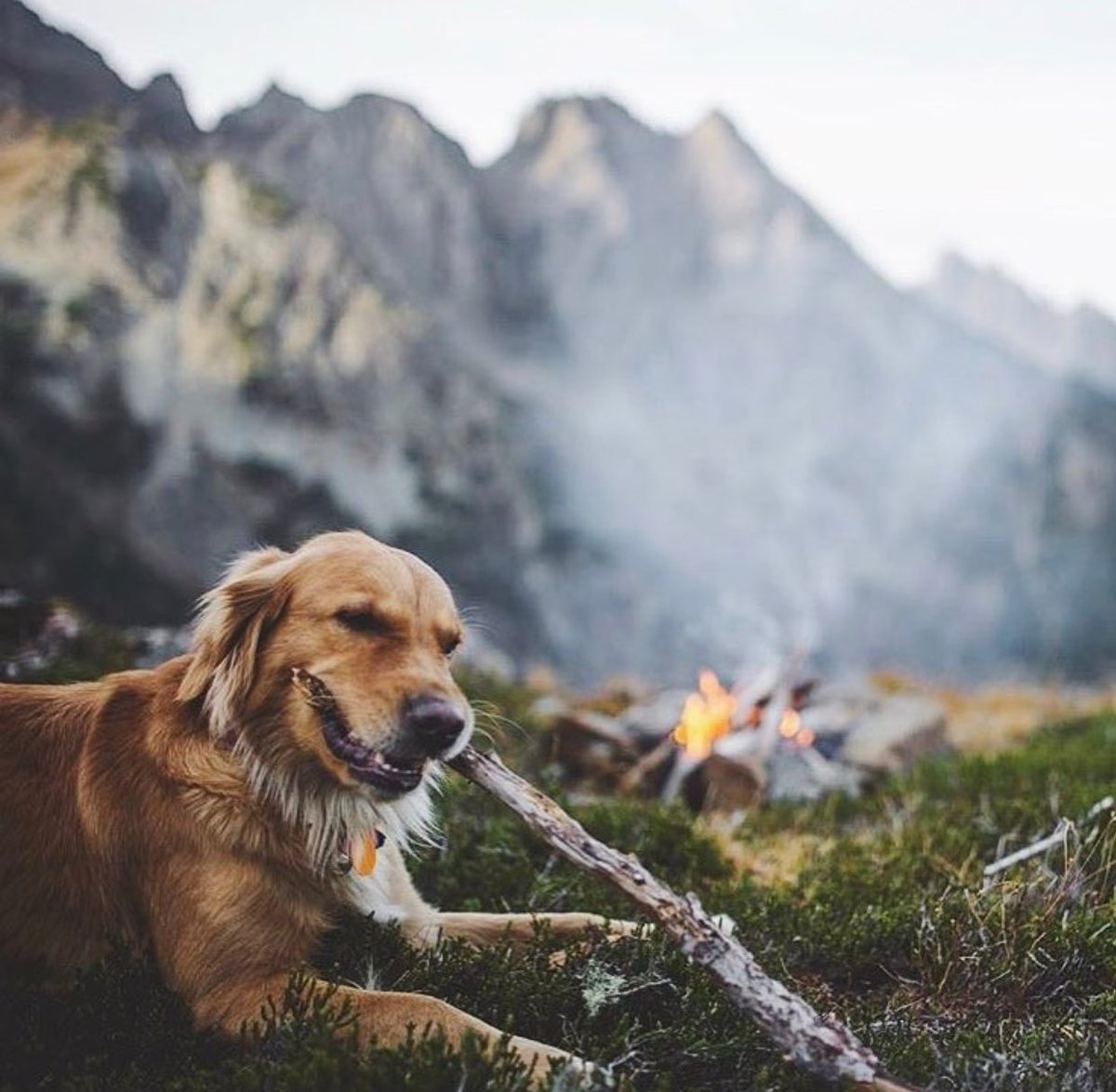 coffee_n_mtns's tweet photo. Millie the golden https://t.co/N7I2SSGHMi