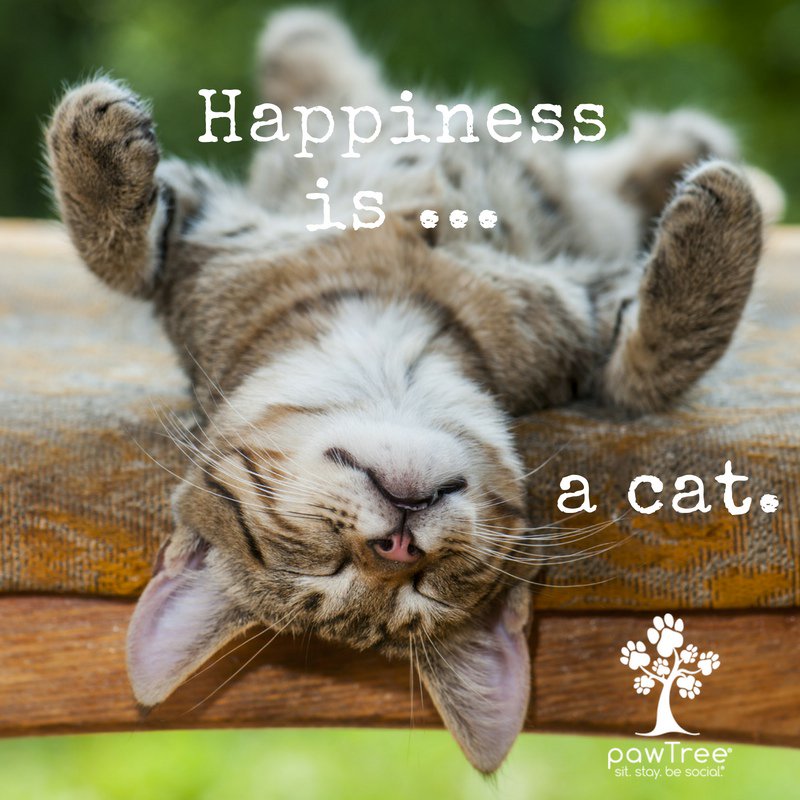 multibra.in/7rxt7

 Check out the link and see all the fantastic specials we have for our purrfect fur baby.
