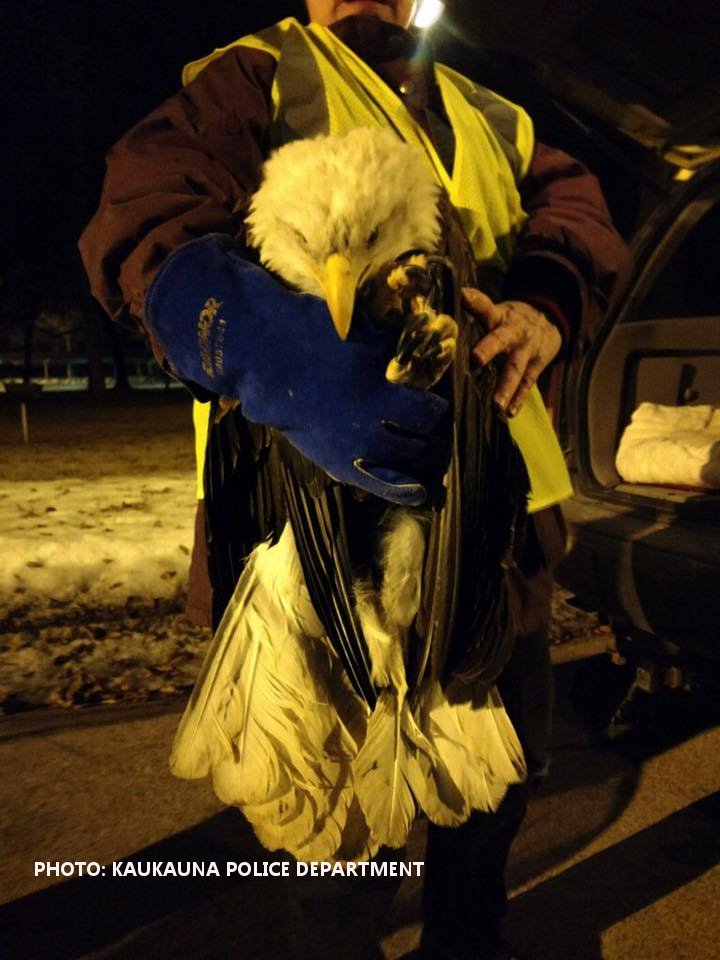 WAOW's tweet image. An eagle has been rescued from a northeast Wisconsin Park. bit.ly/2kKl252?utm_me…