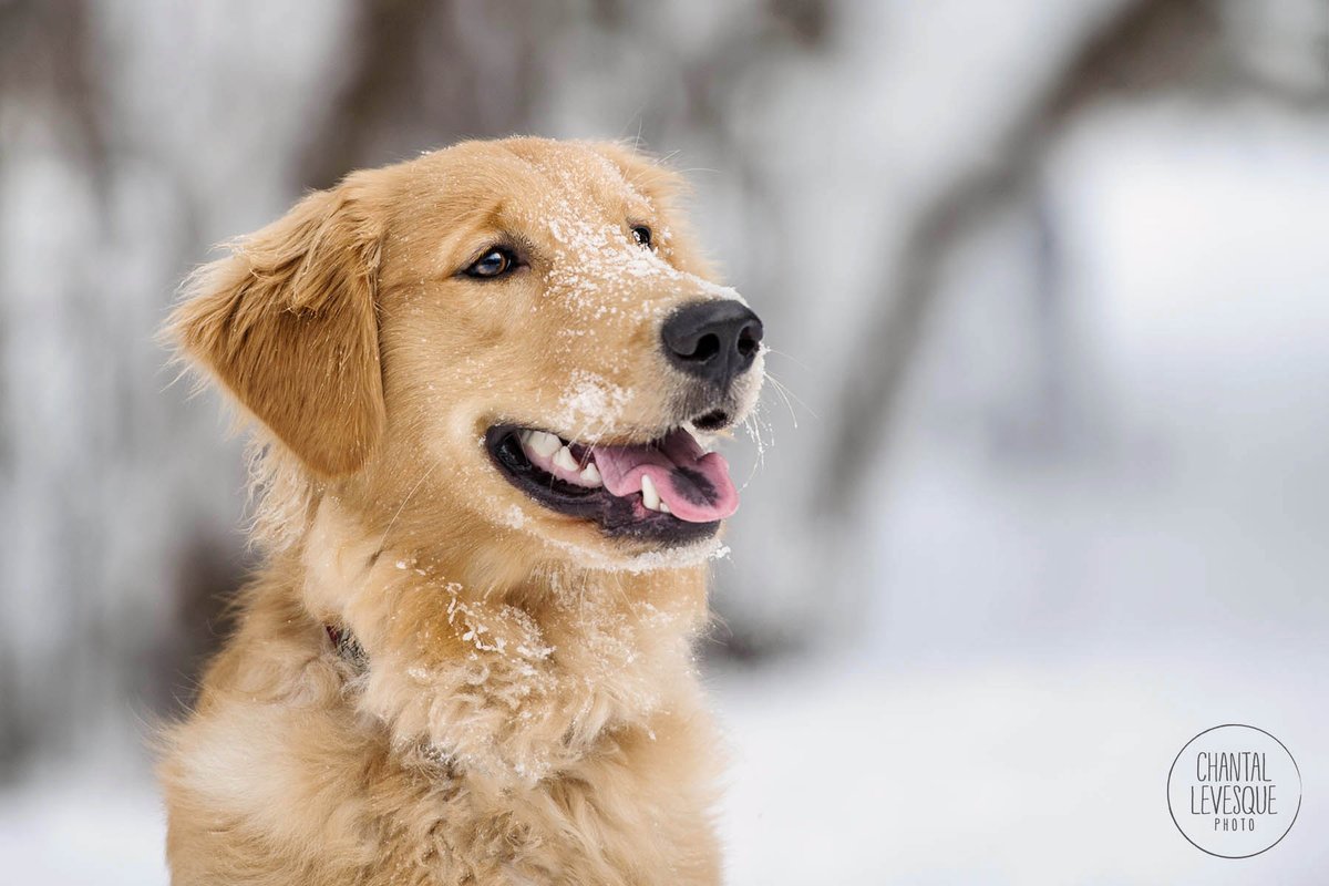 PawtraitPerfect's tweet image. How to photograph in snow - super feature now up by #photographer @levesquechantal pawtraitperfect.com/chantal-levesq… #petphotography #petphotographer