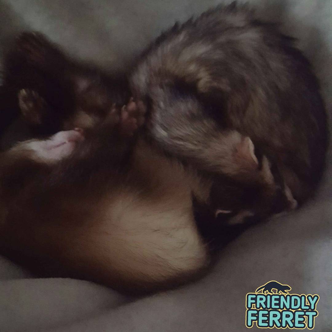 Friendlyferret1's tweet photo. This is the only way to have them both in the picture! 😊❤🐾 #friendlyferret #ferret #ferrets https://t.co/ZFtrvpyGDS