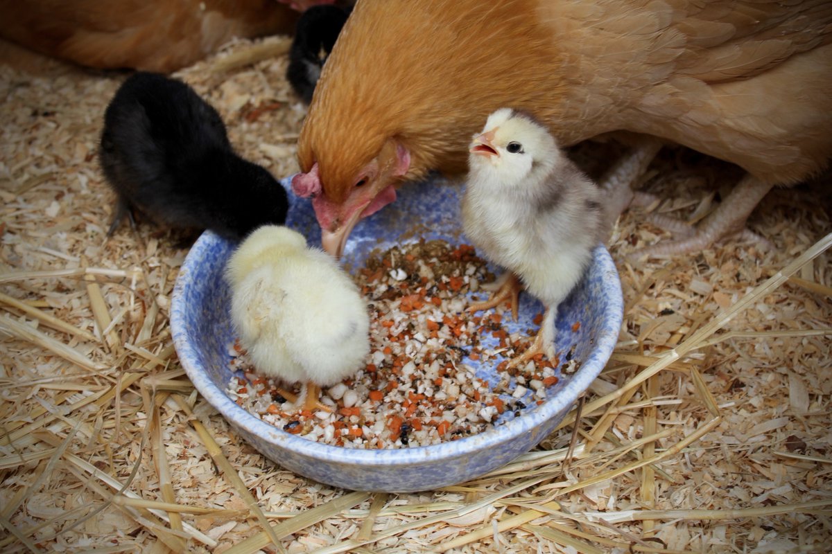 Elsewhere_Farm's tweet image. Elsewhere Blog: Baby Chick Therapy #chickens #chicks #homesteading #sustainableliving
elsewhereliving.blogspot.com/2017/02/baby-c…