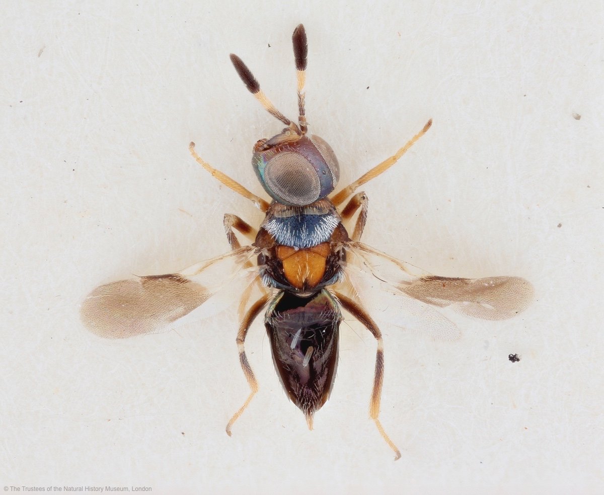 NHM_London's tweet image. Want to participate in #CitzenScience? Help the Museum w/ it&apos;s #MiniatureLivesMagnified project feat. chalcid wasps notesfromnature.org/active-expedit…