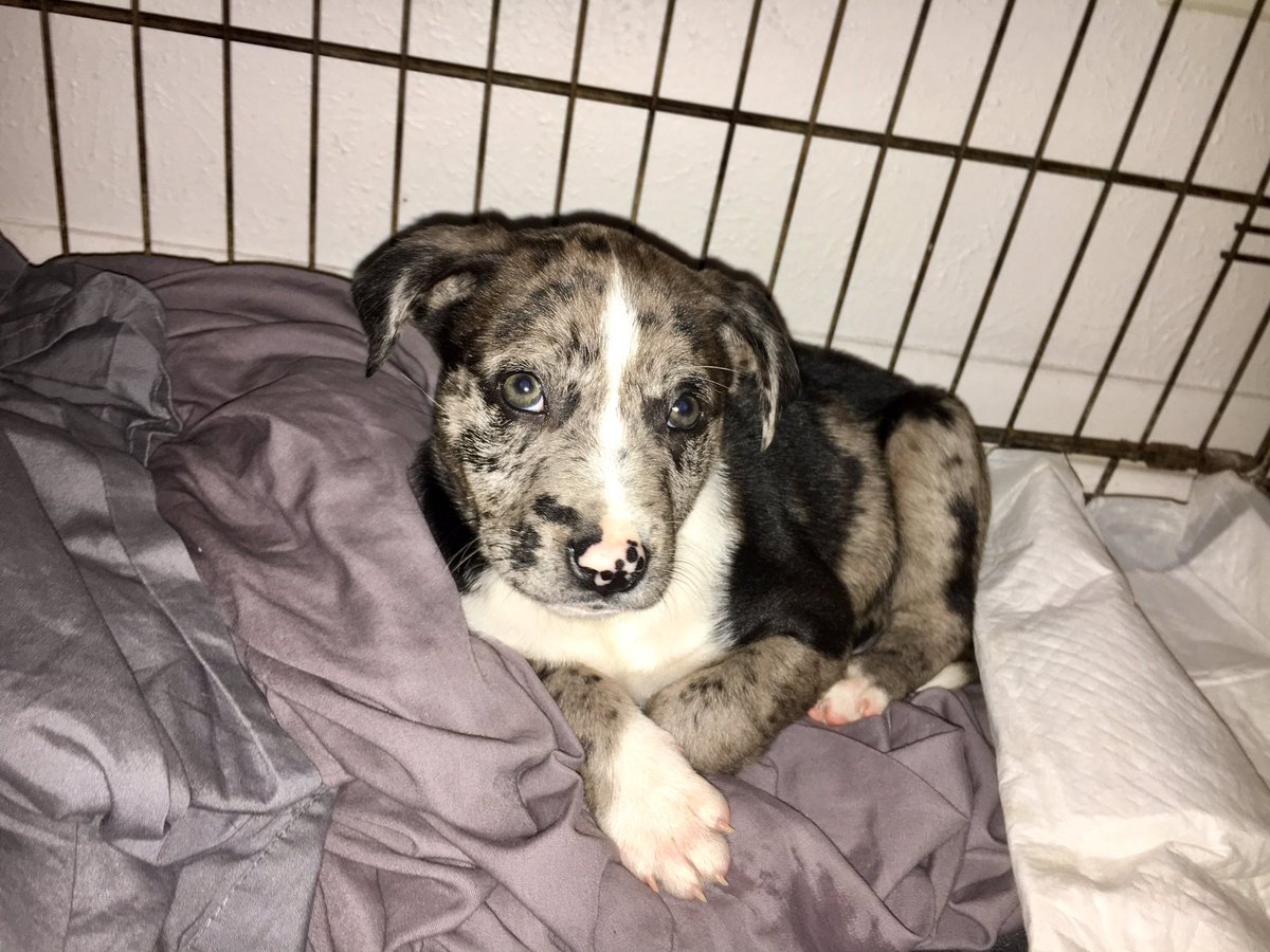 Here my new puppy y'all 🐶