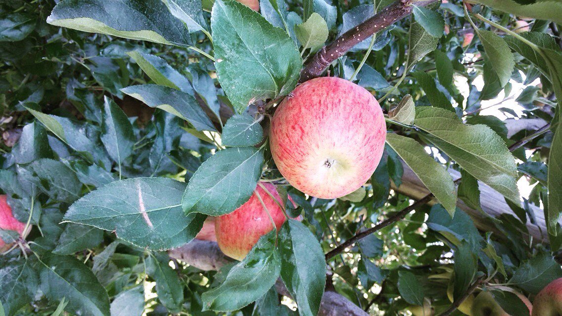 vivatierra's tweet photo. The #apples in #Argentina are looking lovely - and these #Gala are no exception! https://t.co/NlDKHhmnRD #organic #organictothecore https://t.co/2kpJ2H5jV1