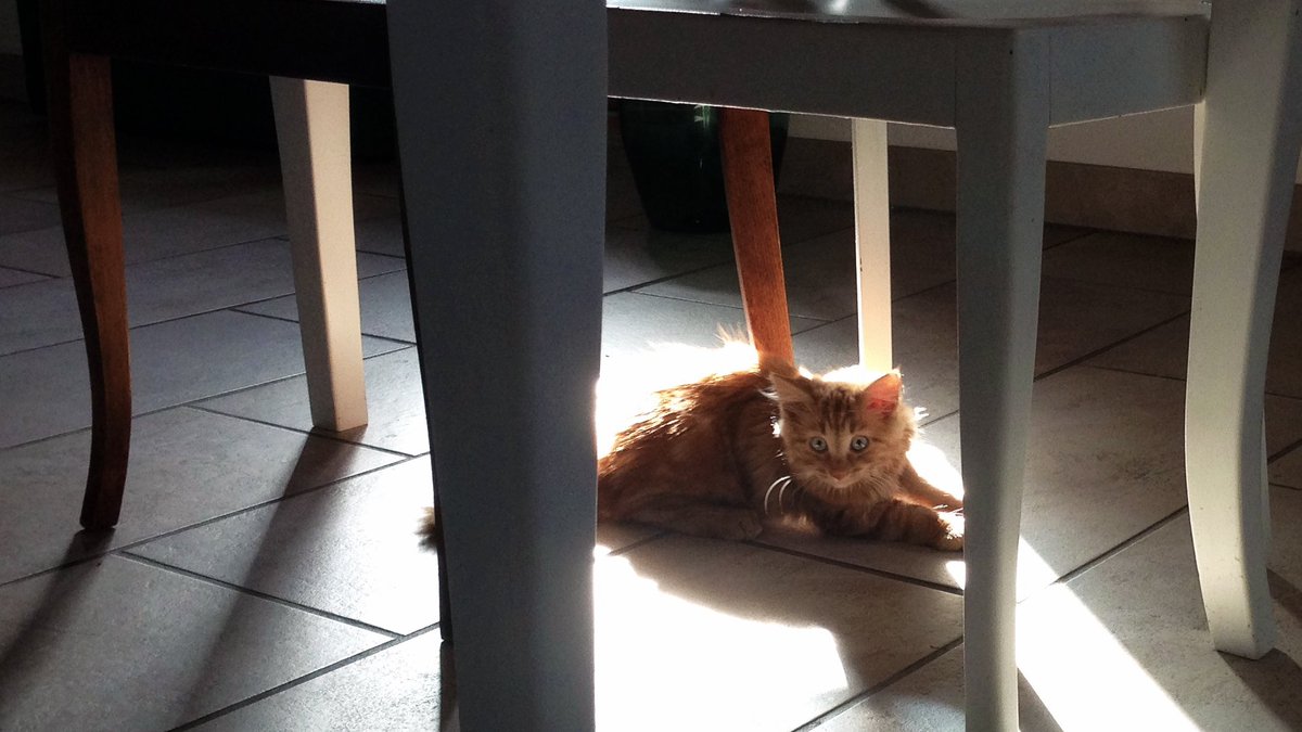 MegaEssen123's tweet photo. Charlie früher und heute https://t.co/UAGnwF5Isy
