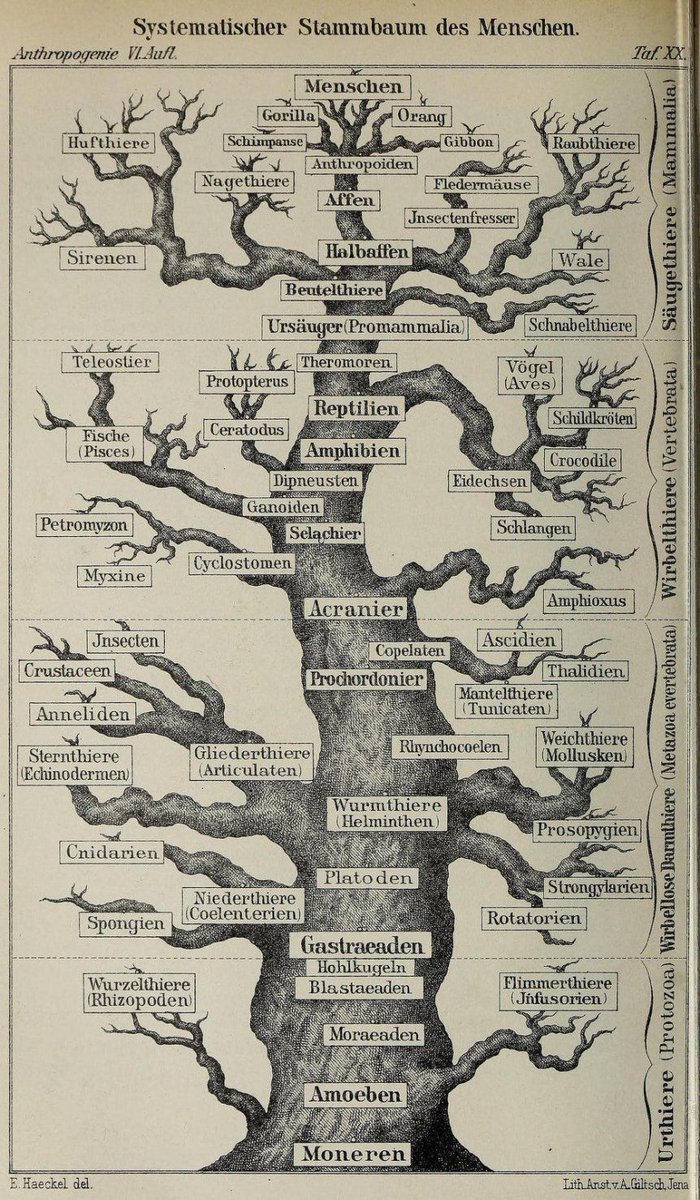 dicegeeks's tweet photo. New blog post! Using the tree of life motif in your RPG campaigns: https://t.co/WL7LBNTFes #rpg #treeoflife #rpgcampaigns https://t.co/fBY2g8X0mp