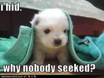 funnypet5's tweet photo. #humor #funnypics #demotivators #lol #funny #puppy #ihid #whynobody #seeked https://t.co/cEHm5enUfq