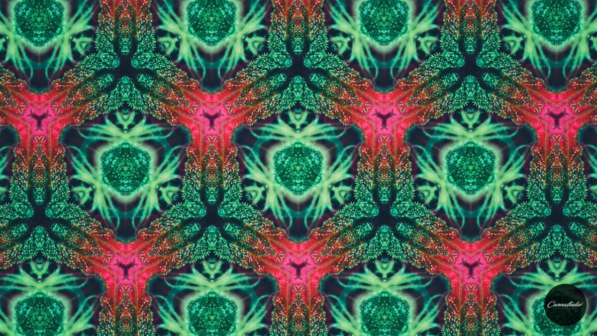 CannaStudio tweet picture