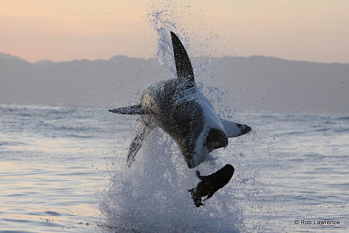 LivinForAnimals's tweet photo. Unlike other Sharks, the Great White is warm-blooded. A fat rich diet of seals helps maintain this warmer body temperature. https://t.co/WDZyYTL7xo