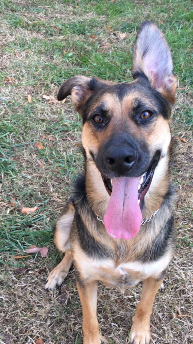 It's #wifedupwednesday! Our wife of the week is a lady near and dear to our heart, our frat dog Holly! >> instagram.com/p/BQiucwDB2HQ/…