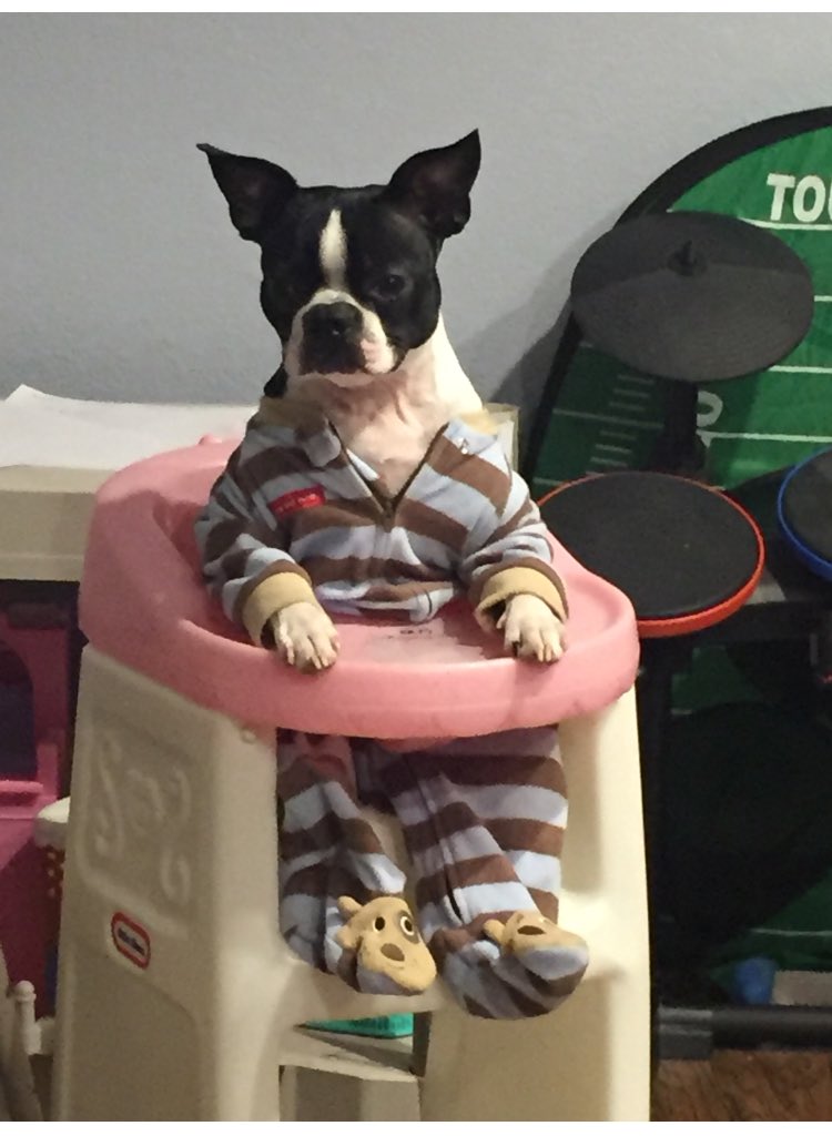 mswiciak92's tweet photo. When your youngest really wants a baby brother #nothavinganymorekids #4girlsisenough @OhSoCuteDogs @bterrierdogs @lexuswiciak @OliviaWiciak https://t.co/vhn1Sc1q7o