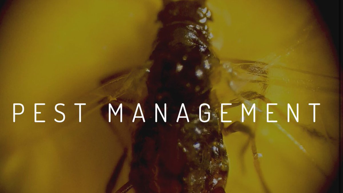 GasGrowers's tweet image. New growers commonly overlook pests. Keep your rooms surgical, use natural biological preventatives and do your research. #pests #cannabis