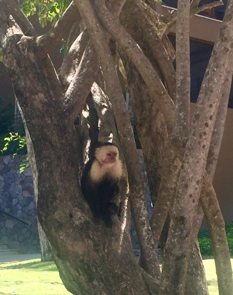 1322MSchmitt's tweet photo. My new friend today! I shall name you "Tico!" #WhiteFaceMonkeys https://t.co/pdspjWCdAq