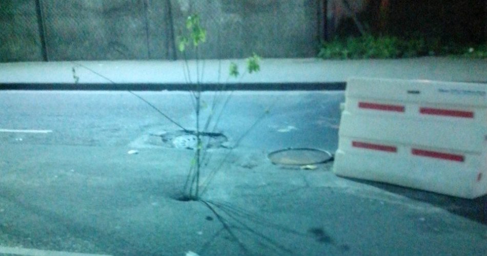 Cronica_ok's tweet photo. Creció un árbol en el medio de una calle de Liniers https://t.co/vAufRNVhyH #AsfaltoVerde #HicieronCorralito #ComoEn2001 #CrónicaWhatsApp https://t.co/RJKNBCPvQO