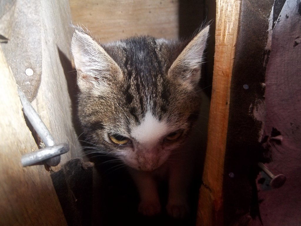 MaddyKaymerica's tweet photo. Memories.  xD   Ahh, my baby kitty. https://t.co/eX9JpaROMr