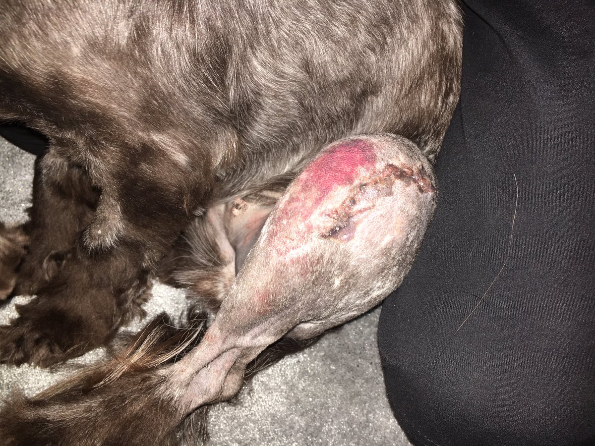 The_Bentley_Dog's tweet photo. Bella is home, she has a nice new haircut & scar. I'm not allowed to play with her & she's getting all the cuddles/fuss πΎ #6WeeksRest #MPL https://t.co/zqBLc37I2x