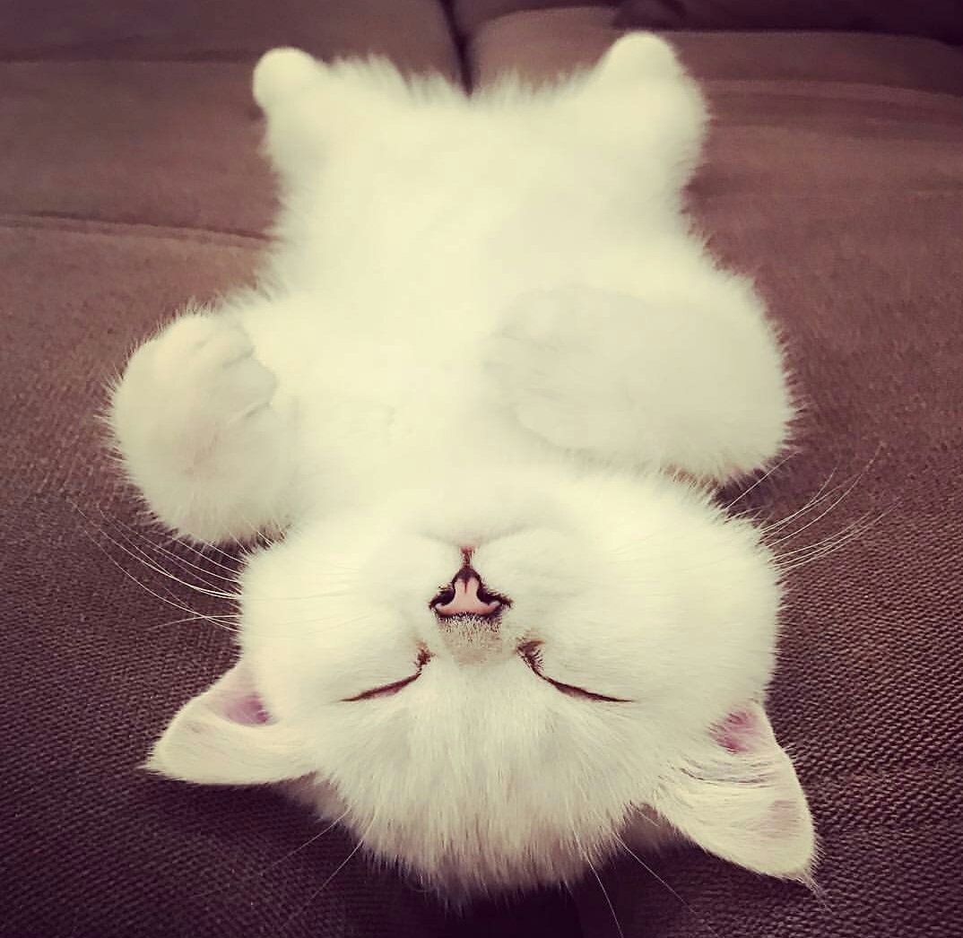 alice_totino's tweet photo. Ouais j'avoue je squatte les comptes insta avec des photos de chats et alors ?! 😏 #FanDeChat #LovinFun https://t.co/wZtEMi3hzZ