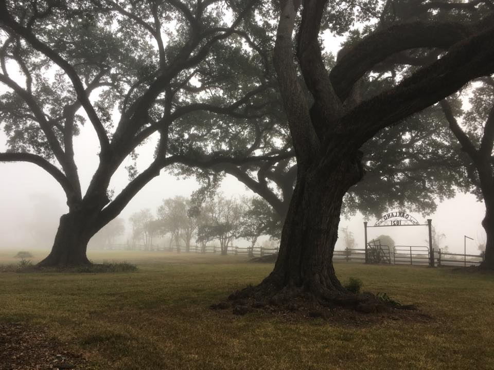 Large trees with twisting limbs stand in a foggy field.