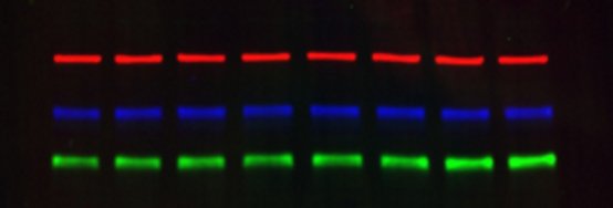 BioRadLifeSci's tweet photo. Move beyond just traditional imaging. Do more! See more! Image more! #Chemidoc #WesternBlot #Fluorescence: https://t.co/csOP6OdnZH https://t.co/Vx08ViCPKD