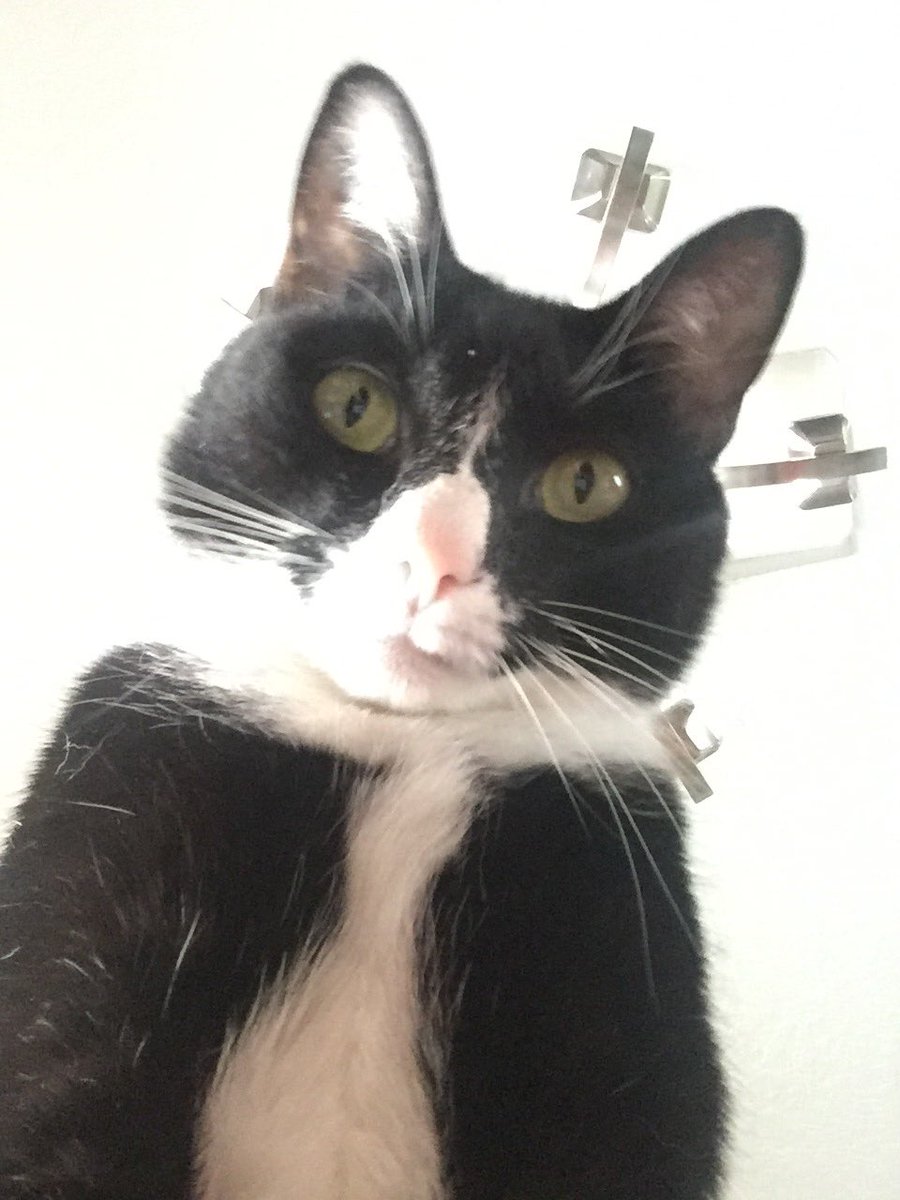 VioletThumbs's tweet photo. #kittygocrazy #takinaselfie what are you doing today?? Show me your selfie!! https://t.co/14mYiTXbeu