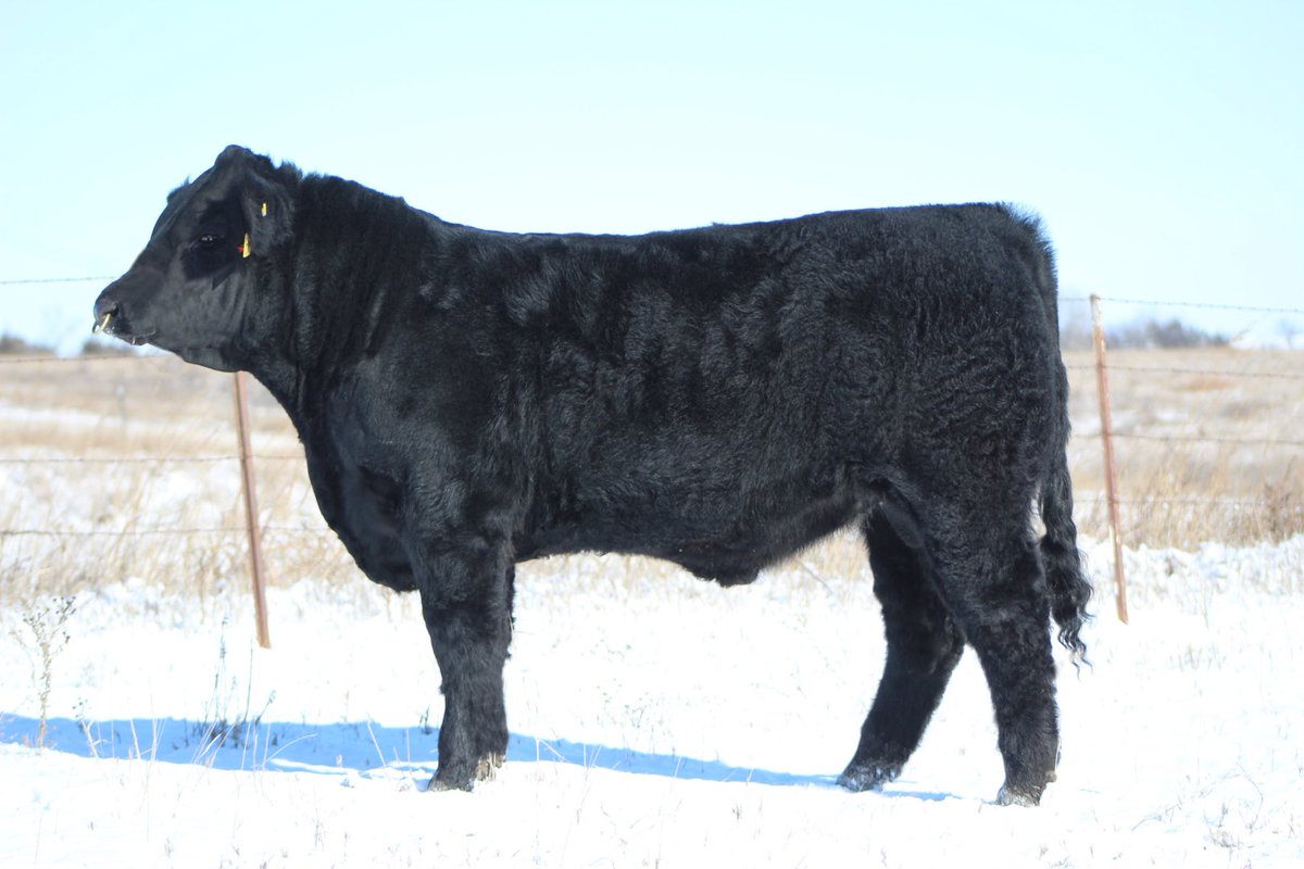 black_charolais's tweet image. LCL Battalion 613D will be on display at the Kansas Cattle Drive this Saturday, Feb. 18, in Buhler Come visit us! @KSCattleDrive