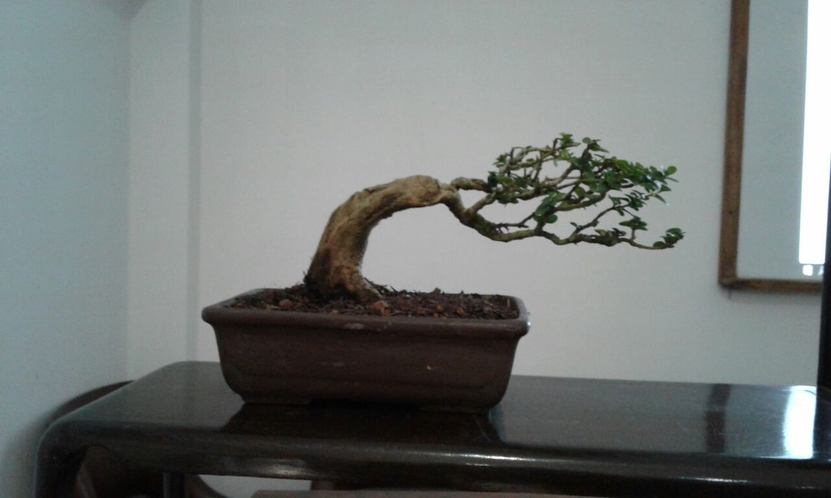 araoshi_bonsai's tweet photo. #bonsaillevadoporelviento #bonsaigarden #bonsai #estilosdebonsai #azotadoporelviento #cuidadosdebonsai https://t.co/PbcoUgNCb0