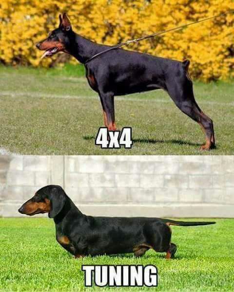 MemesFeet's tweet photo. #4X4 #Tunning #15Febrero #15Feb #15F #PerroNegro #FelizMiercoles #MiercolesDeGanaraseguidores #MemesFeet https://t.co/C5d1PlLOaf