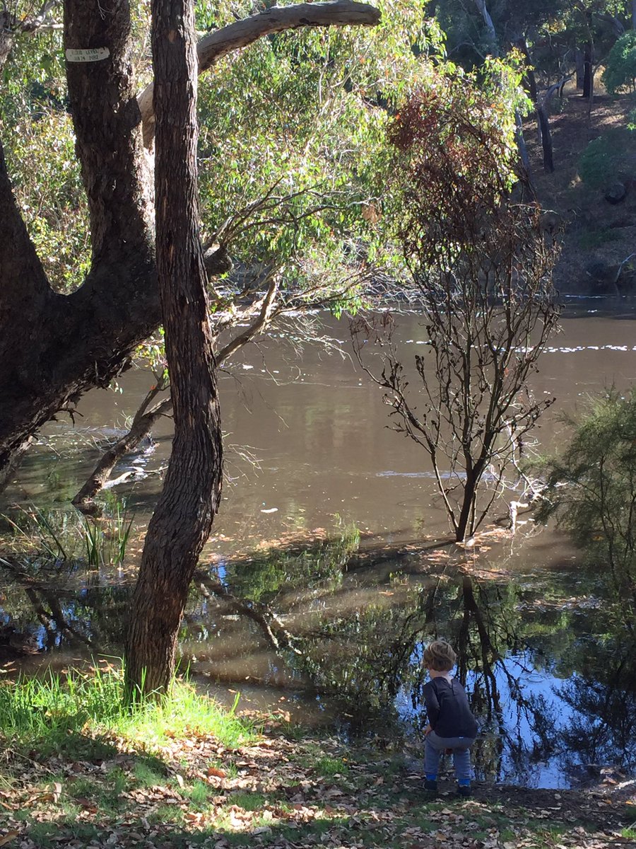 Waiting to snag hay rolls, enviro drums etc. #Blackwood @ Bridgetown.1982 level upper left in tree. Longwayoff...