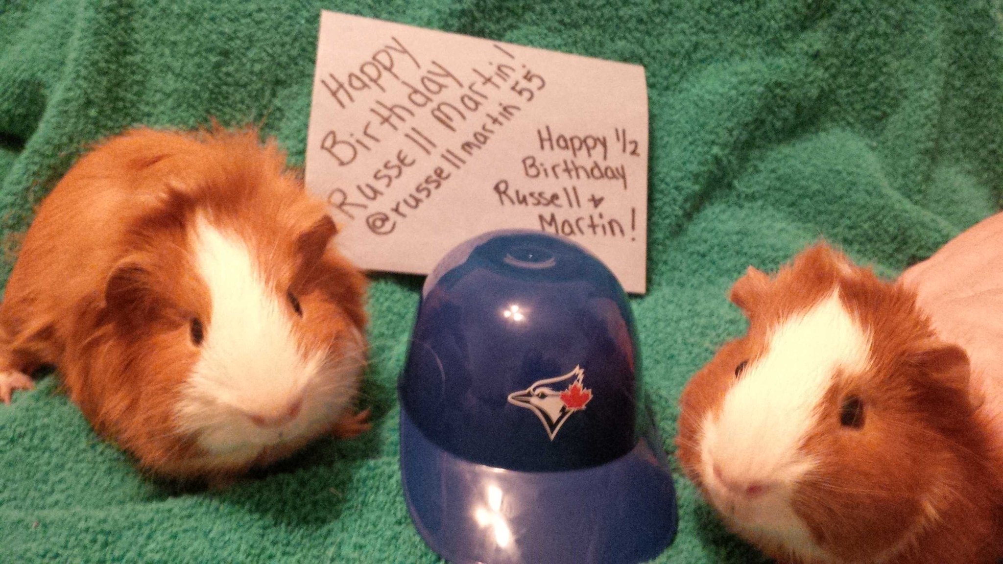 Happy 34th Birthday and a Happy 1/2 birthday to our piggies Russell & Martin!! 
