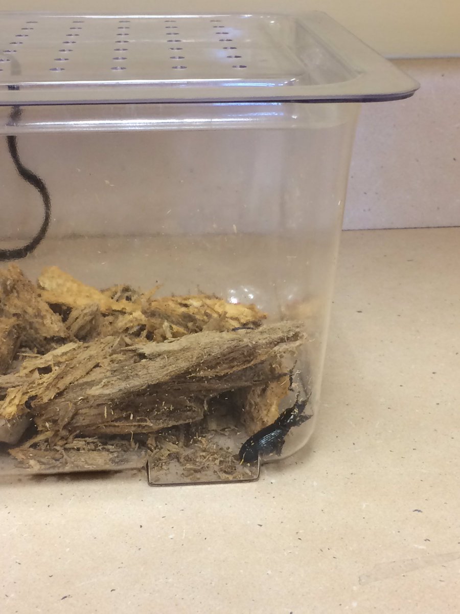 CleanWaterRoth's tweet image. My room is a legit zoo. Going to me some excited learners in the AM. #SoWCPSgaveAzoo #EmbraceYourInnerNerd #PangbornProud