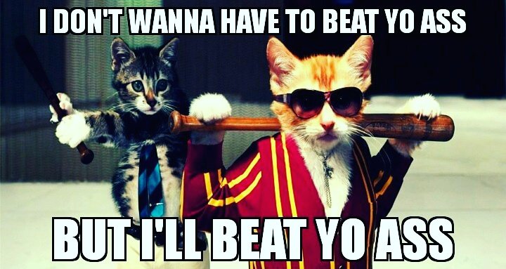 kitty_fedha's tweet photo. MEOOOW MADNESS😂..BUT SERIOUSLY THOUGH 💯 #kitty #fedhaent #westcoastkitty #kittyraps #new #music #realhiphop #quitplayinwiturlifeline https://t.co/2H1WosRwwr