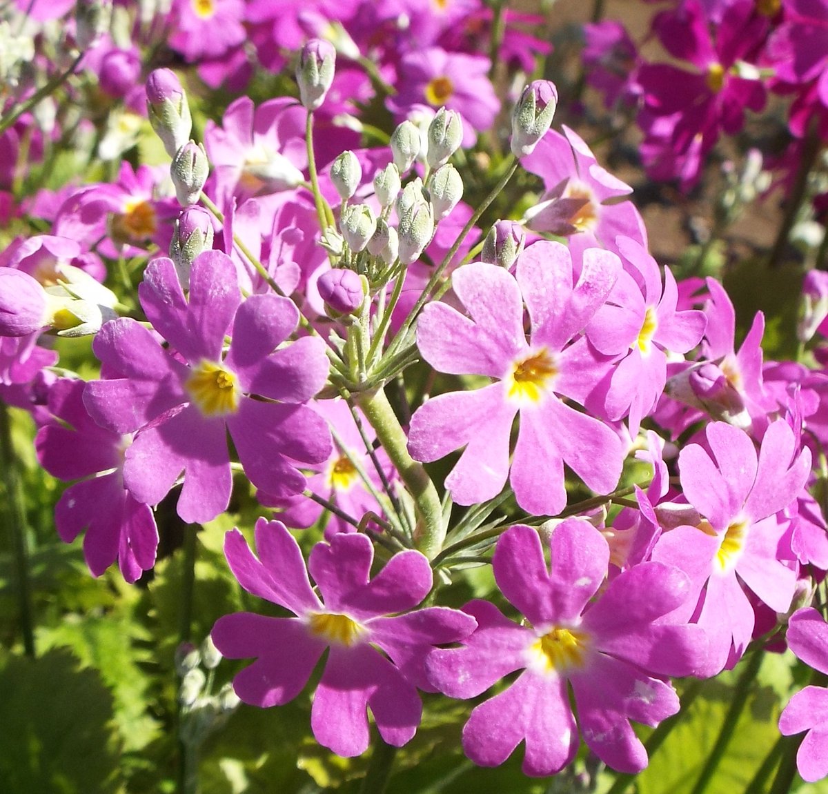 O Xrhsths いりちゃん 花と月に魅せられて Sto Twitter おはようございます きょう2月16日の誕生花はサクラソウ 花言葉 初恋 淡い恋 純潔 希望 清らか 無邪気 青春 やチューリップ 花言葉 思いやり 理想の恋人 名声 名誉 博愛 恋の宣言 だそう