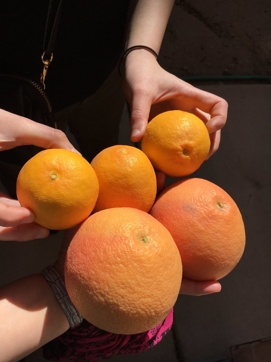 LeadOnClimate's tweet photo. Checking out the bounty of @ASU's edible landscaping. #ClimateSummit17 https://t.co/HsLad4J3lb
