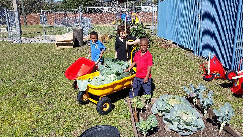 Livingston_sp's tweet photo. Check out our STAR PreK students harvesting cabbage with their tiny hands! PreK rocks at SPL!!! @principallearns @DuvalSchools @Dr_Vitti https://t.co/pwKoqKOWp4