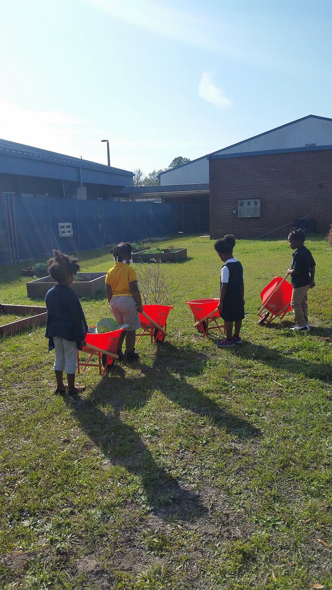 Livingston_sp's tweet photo. Check out our STAR PreK students harvesting cabbage with their tiny hands! PreK rocks at SPL!!! @principallearns @DuvalSchools @Dr_Vitti https://t.co/pwKoqKOWp4
