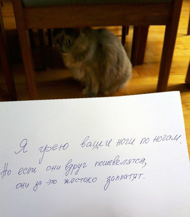 nicknixer's tweet image. #кот