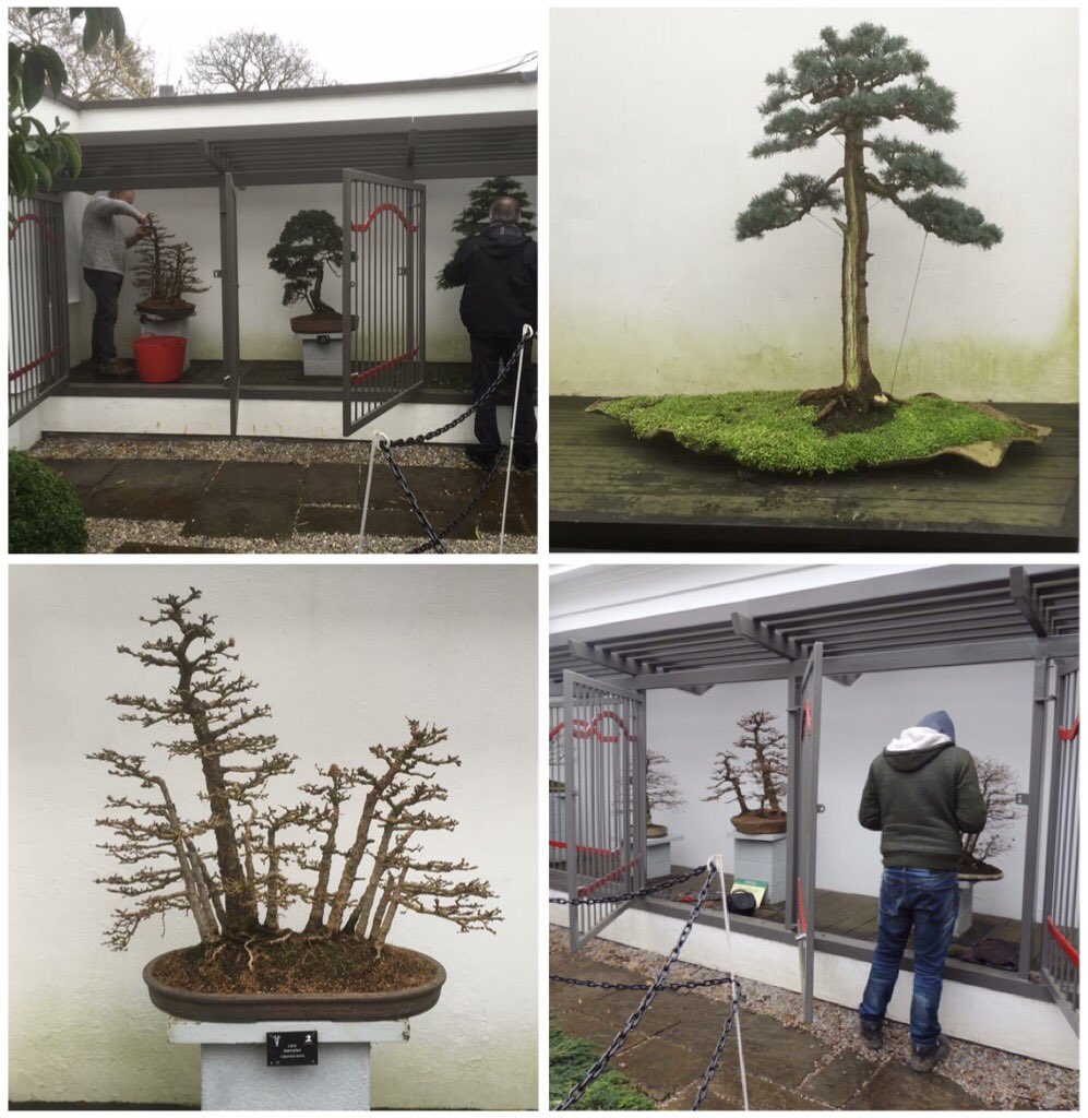 DavidCNurseries's tweet photo. Really enjoyed working on the National #Bonsai Collection today at @BhamBotanicalGd  #Birmingham #DayOut https://t.co/gFWIb9craf