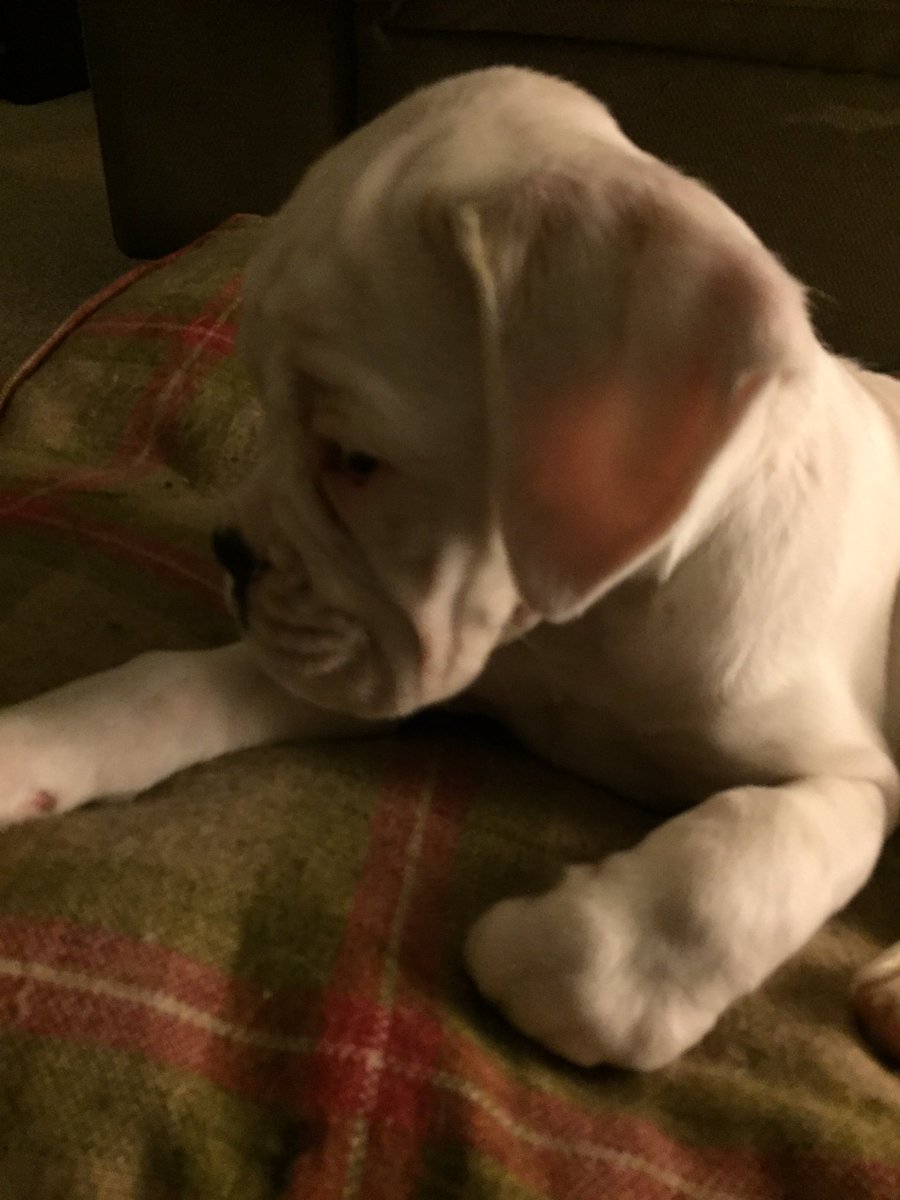 StormTheBoxer's tweet image. Hi folks, I'm Storm the Boxer. I'm half sister and housemate to @PepperPottsPup I'm 9 weeks old tomorrow. 😍