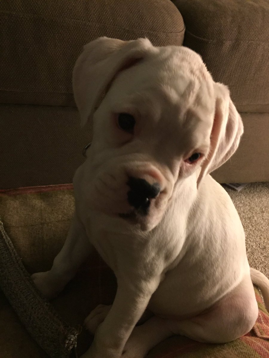 StormTheBoxer's tweet image. Hi folks, I'm Storm the Boxer. I'm half sister and housemate to @PepperPottsPup I'm 9 weeks old tomorrow. 😍