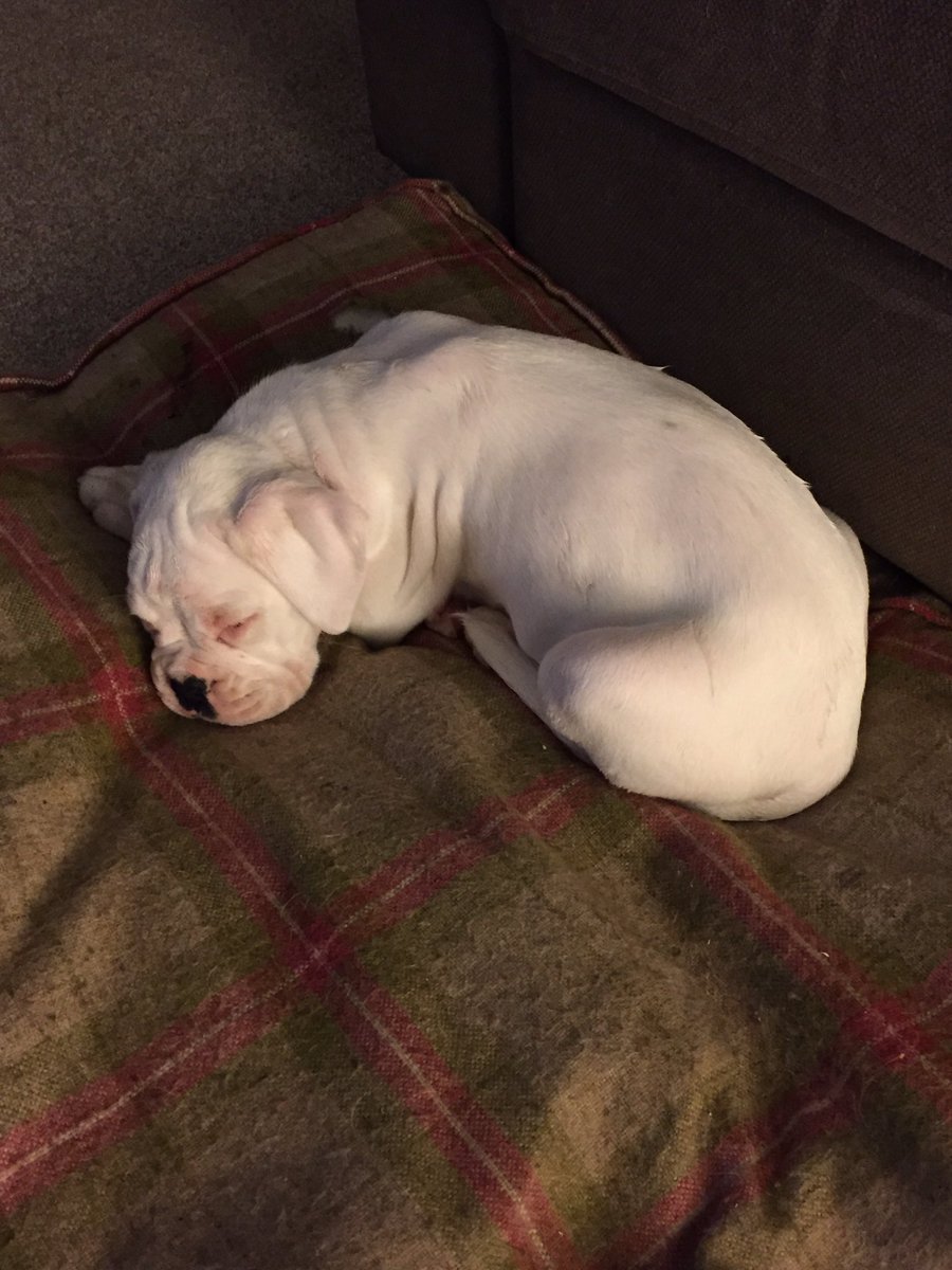 StormTheBoxer's tweet image. Hi folks, I'm Storm the Boxer. I'm half sister and housemate to @PepperPottsPup I'm 9 weeks old tomorrow. 😍