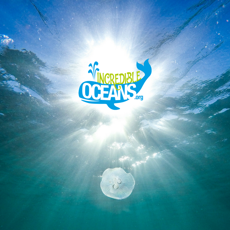 Whalefest tweet media