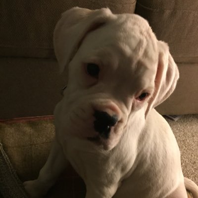 StormTheBoxer's tweet image. #NewProfilePic